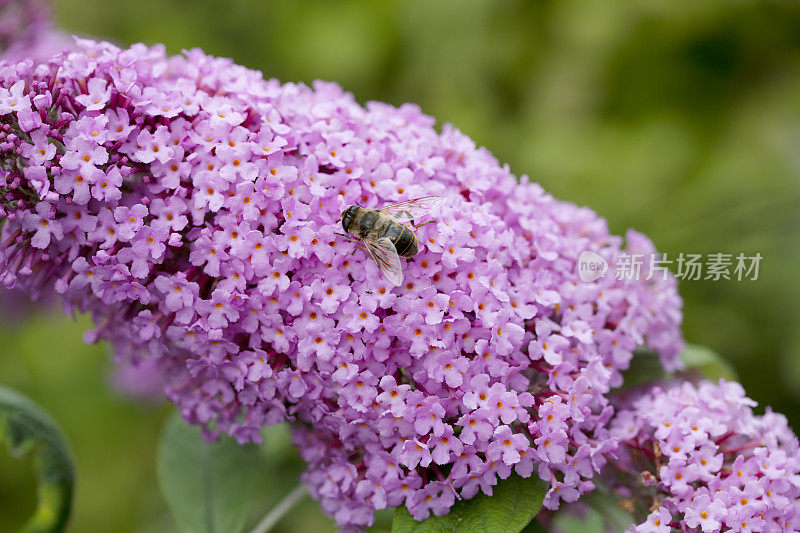 蝴蝶丛(budleia daviddii)